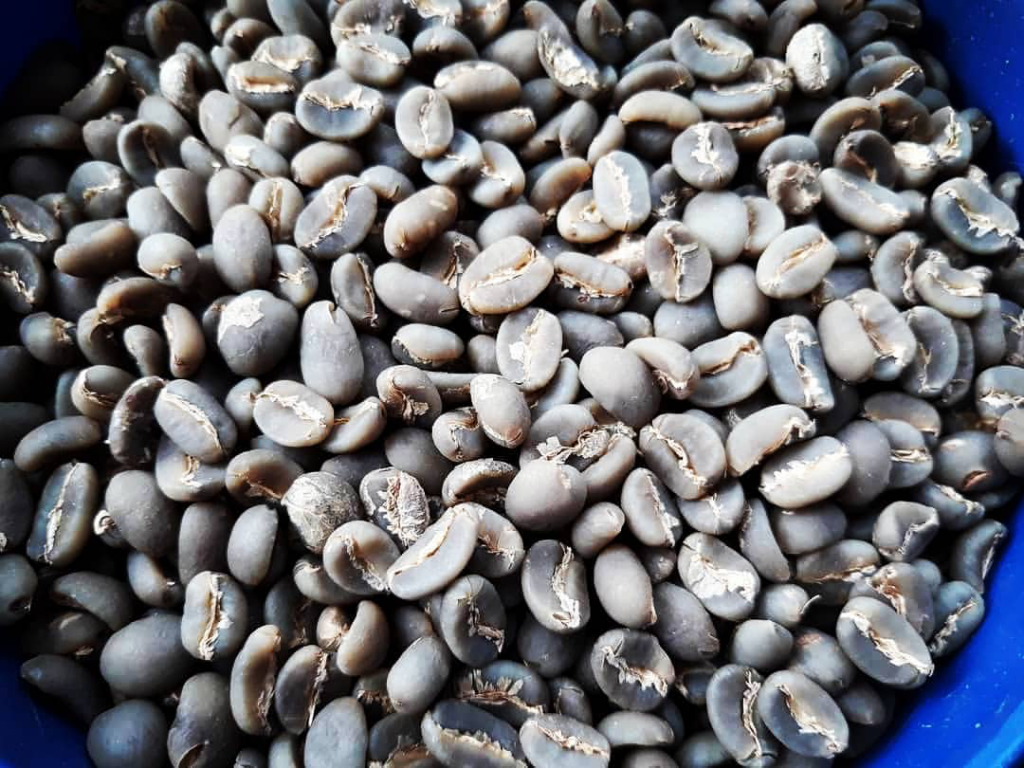 Из-за особенностей обработки кофейные зерна приобретают характерный голубоватый оттенок.