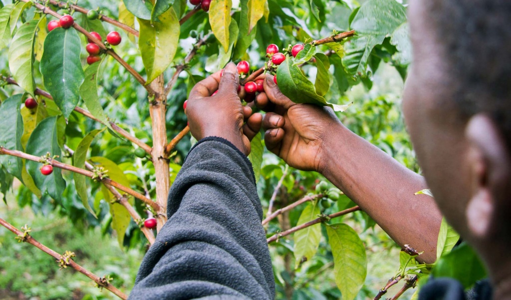 Кения АВ Сбор урожая