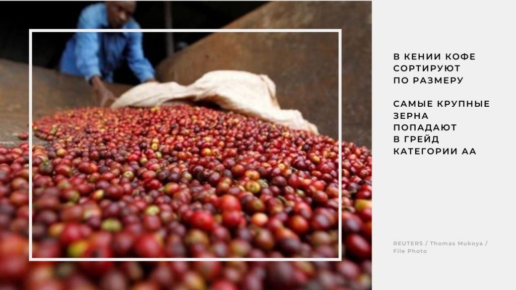 В Кении кофейное зерно после обработки классифицируют по размеру