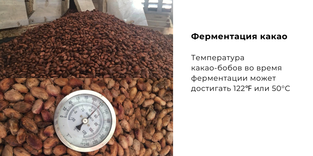 Ферментация какао.png