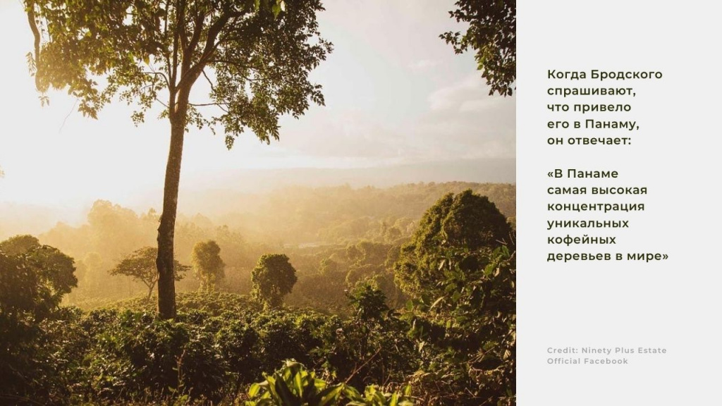В Панаме самая высокая концентрация уникальных кофейных деревьев в мире